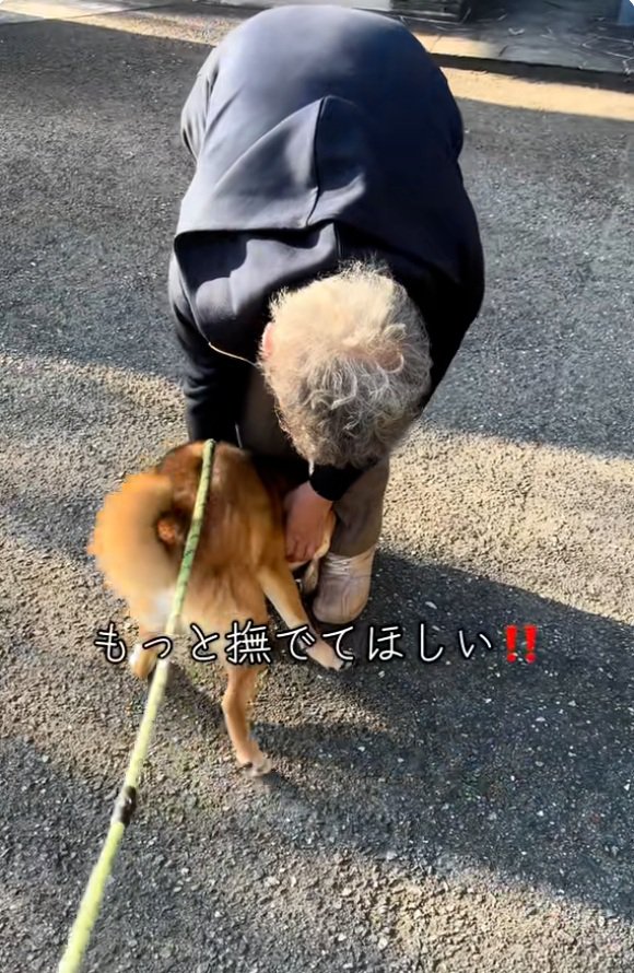 もっと撫でてほしい柴犬さん