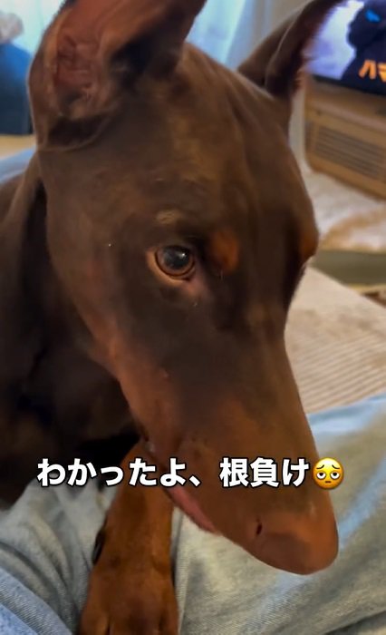 干し芋を食べるよもぎくん