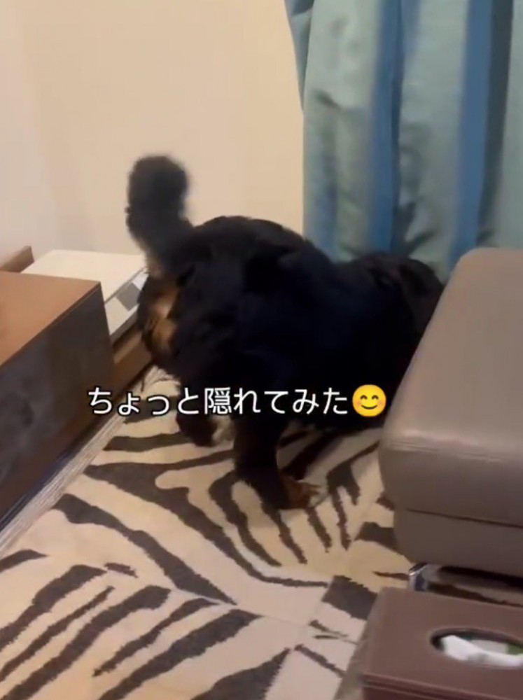 カーテンの下に顔を入れる犬