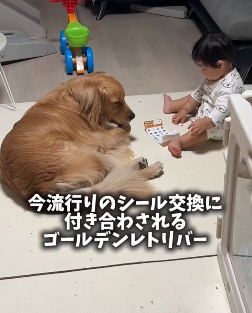 毛繕いしながら見守る大型犬