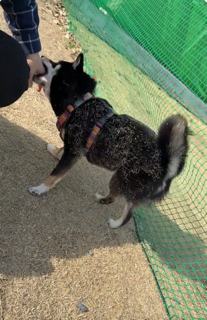 手にじゃれつく音色ちゃん