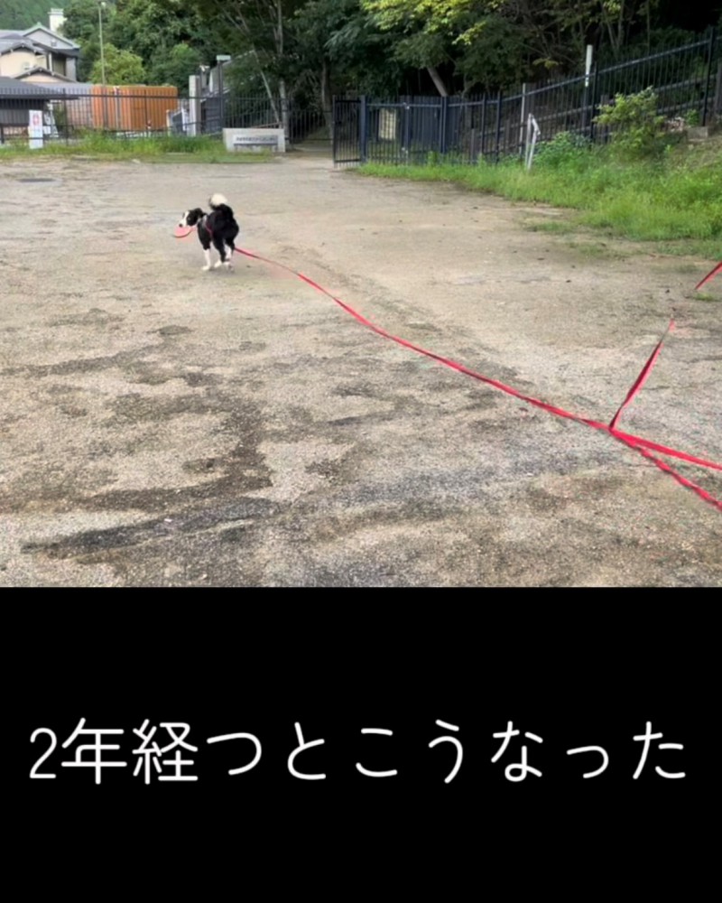 フリスビーをくわえて走る犬