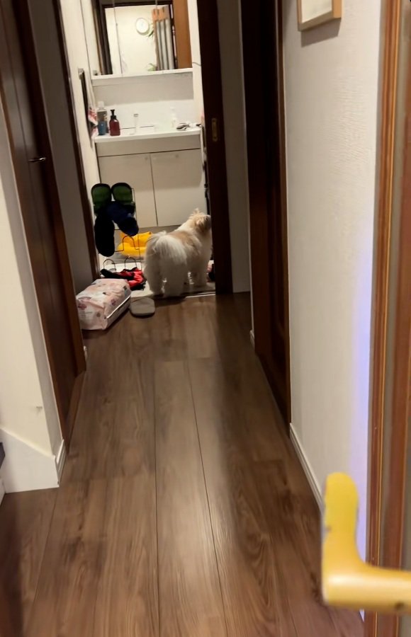 ふたりを見に行くママ