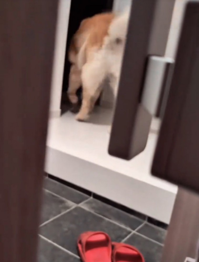 サンダルを持っていく大型犬