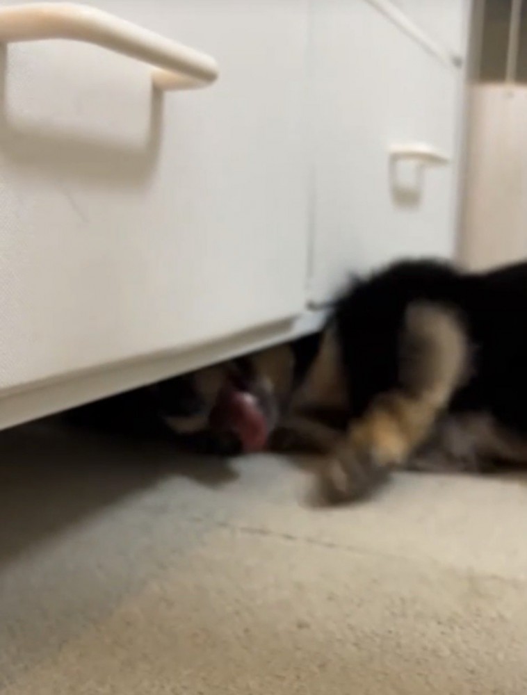チェストの下に体を入れる犬
