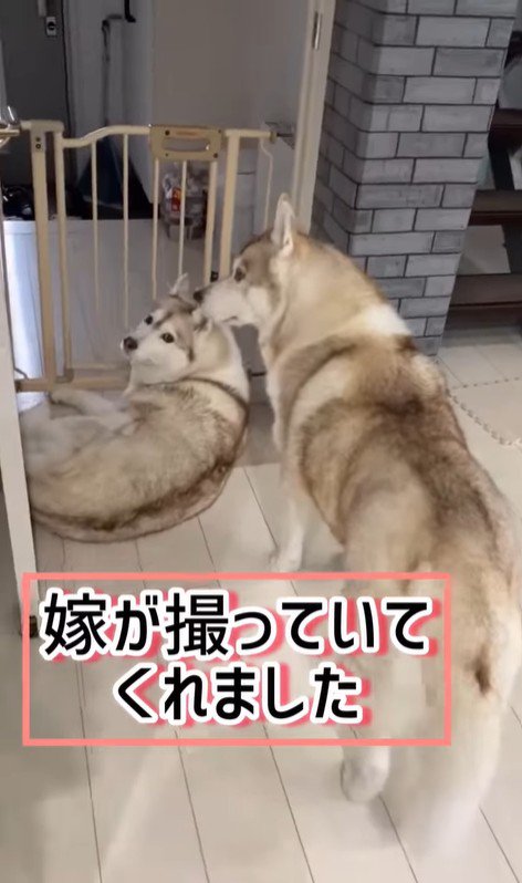 寧々ちゃん＆茶々ちゃんのお出迎え