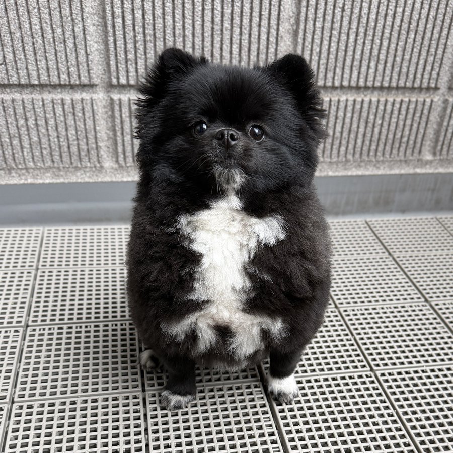 たぬき