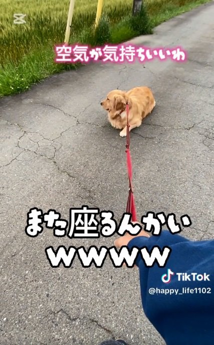 また座り込むハッピーちゃん