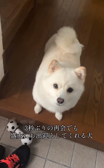 お見送りするべらちゃん