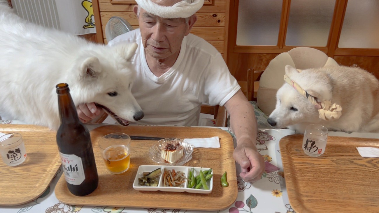 柴犬
