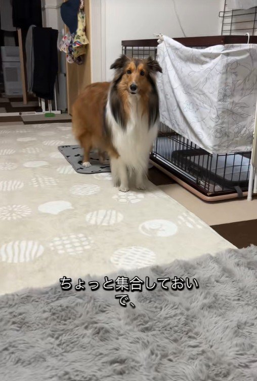 「おいで」と呼んだら…