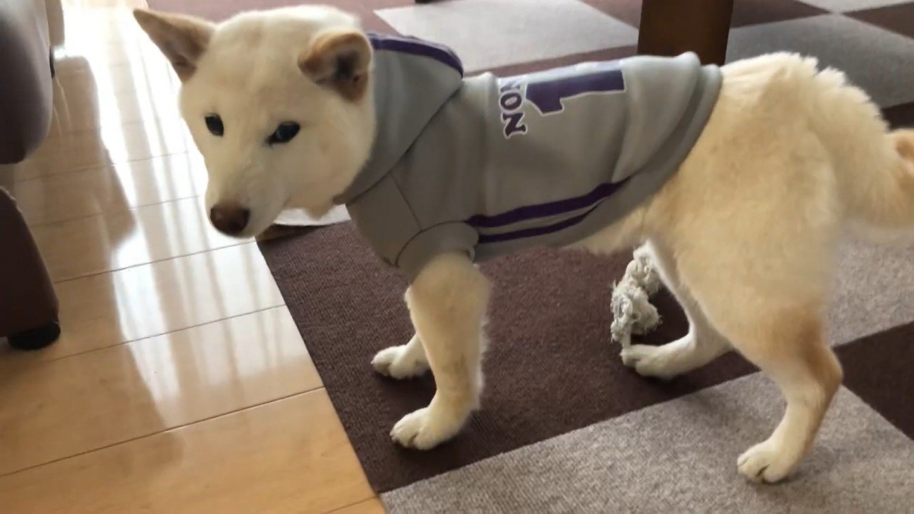ちょっぴり恨めしそうにチラ見