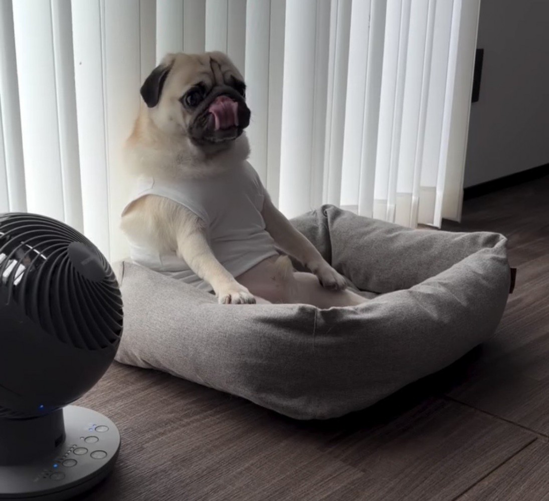 鼻を舐めながら座る犬