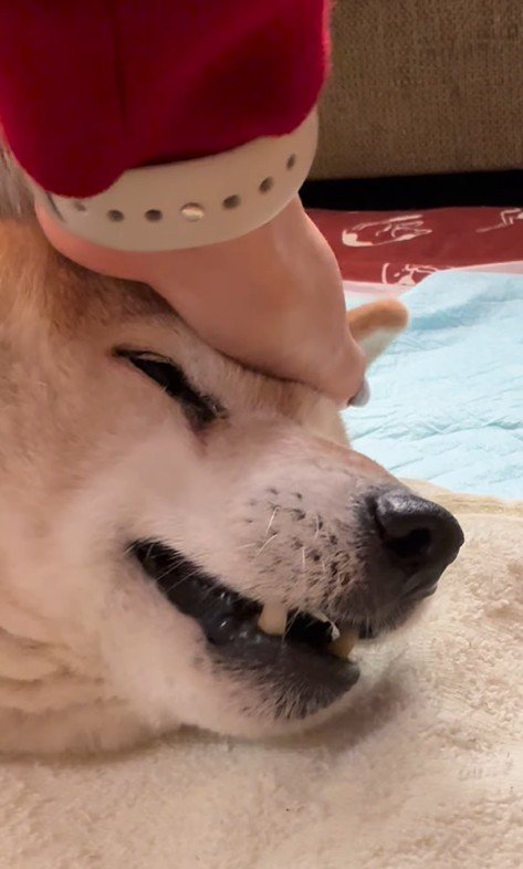 「上手い」と頭をナデナデ…