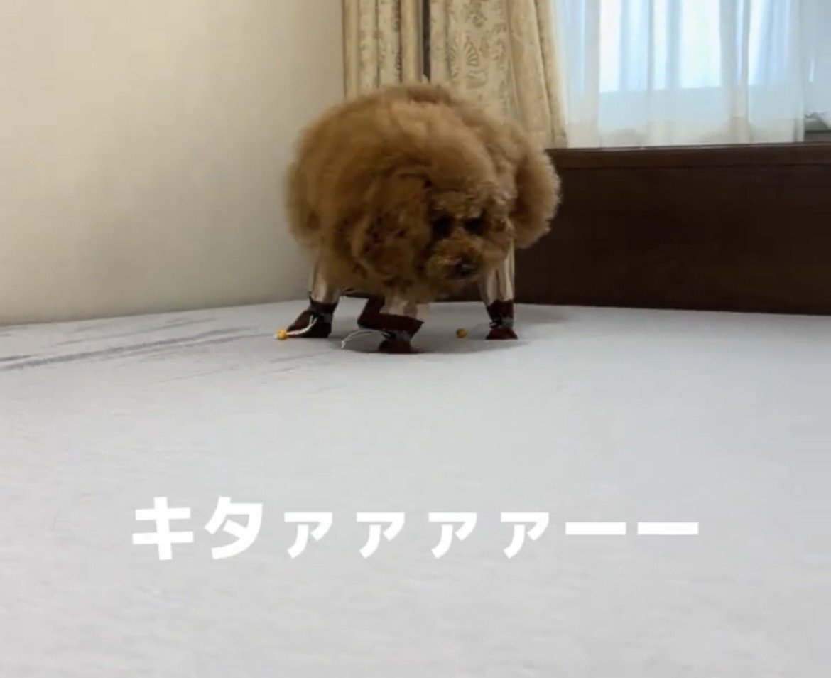慎重に前へ進む犬