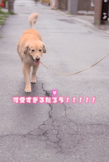 ママに駆け寄るメルくん