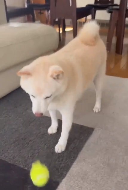 ボールを落とす銀くん