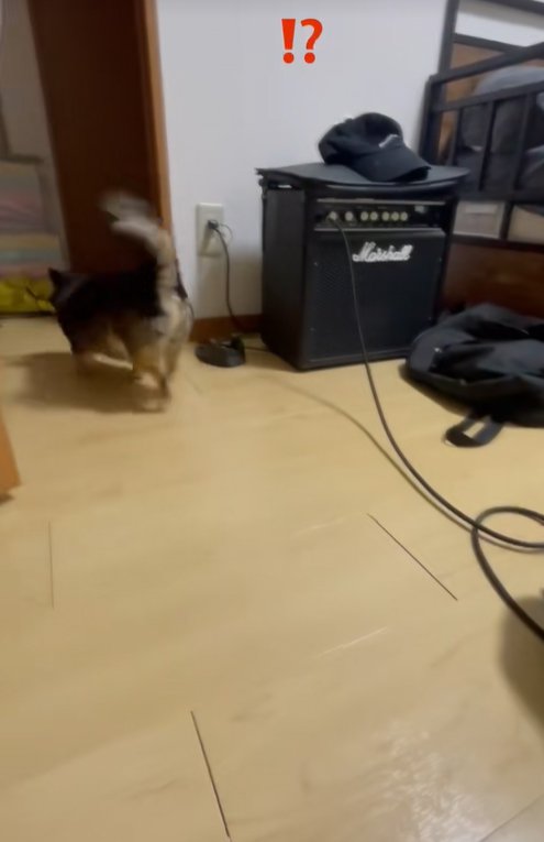 走り去る小型犬