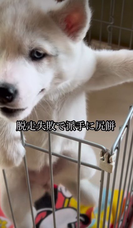 ケージから脱走を試みる