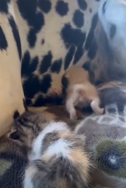 わんこを母と慕う子猫たち