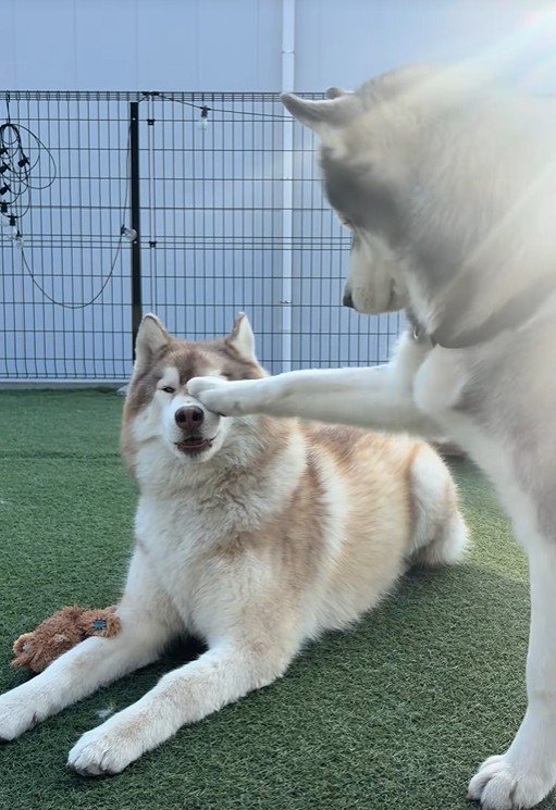 茶々丸くんとお友達