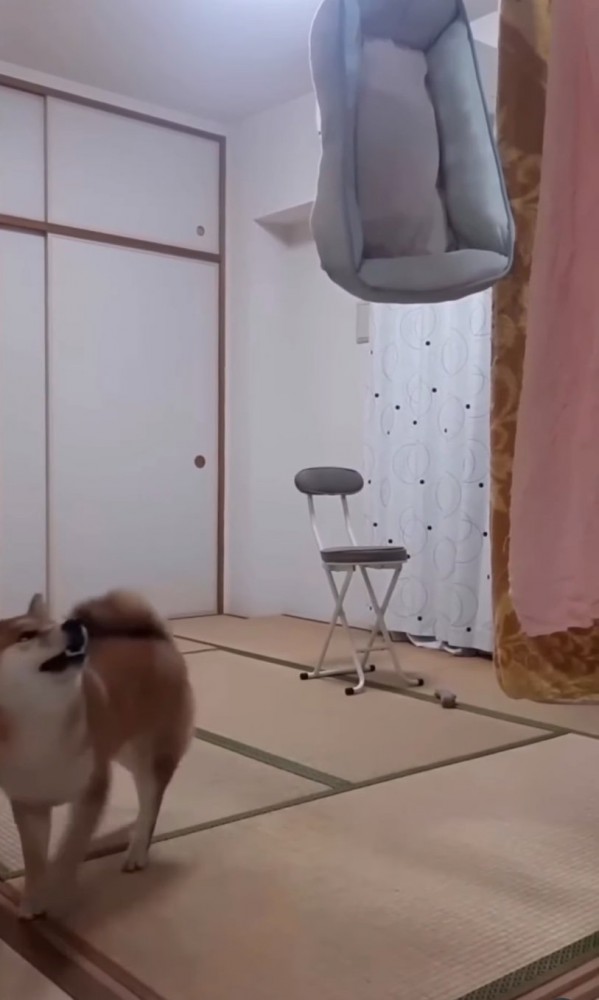 退散する柴犬