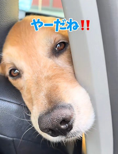隙間からアピール！？