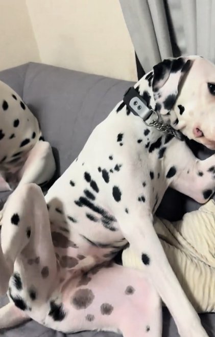 ソファの上でお腹を見せながら顔を逸らしまくるダルメシアン