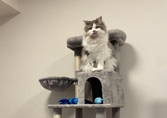 キャットタワーを設置したら…