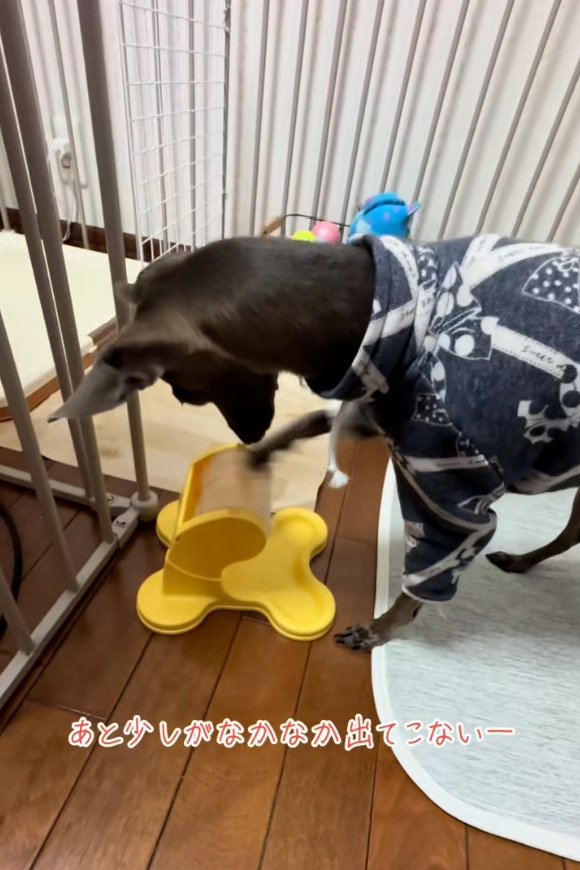 おやつがほしいティナちゃん