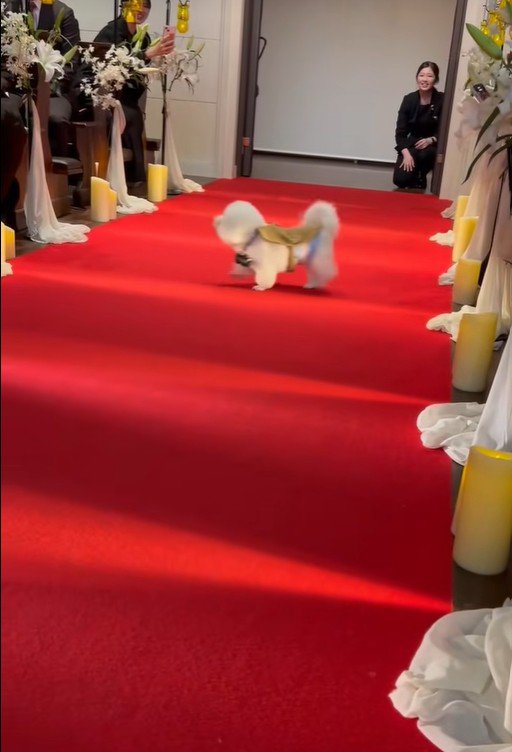 ミロちゃんがリングドッグに挑戦5