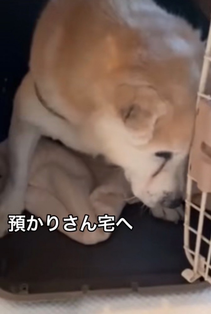 ケージに入る老犬
