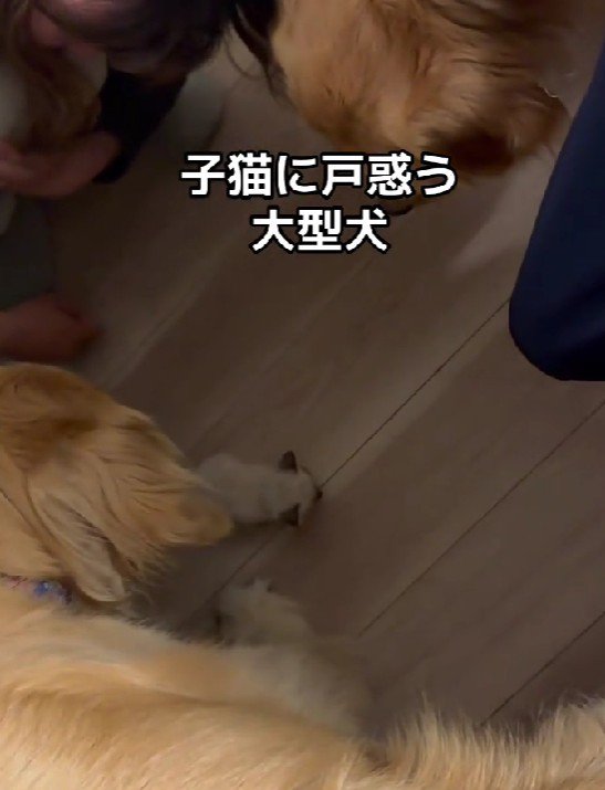 戸惑うわんこたち