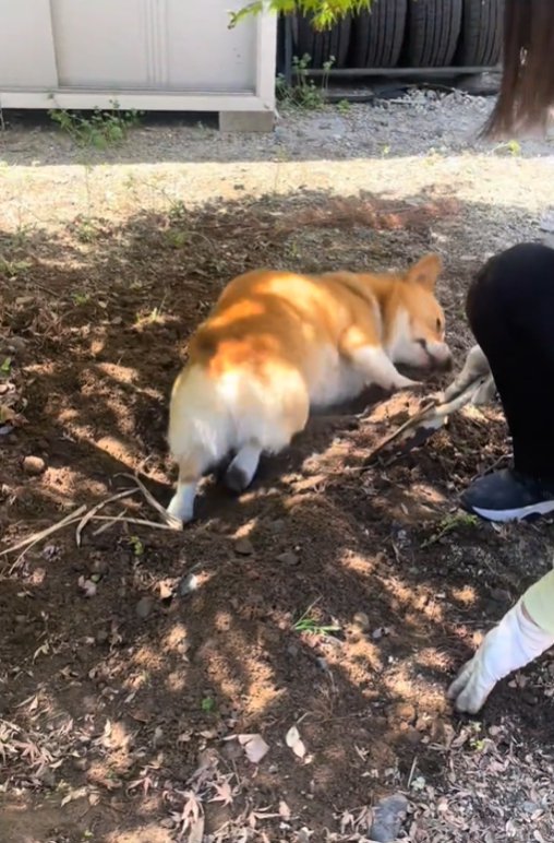 土の上に横になる犬3