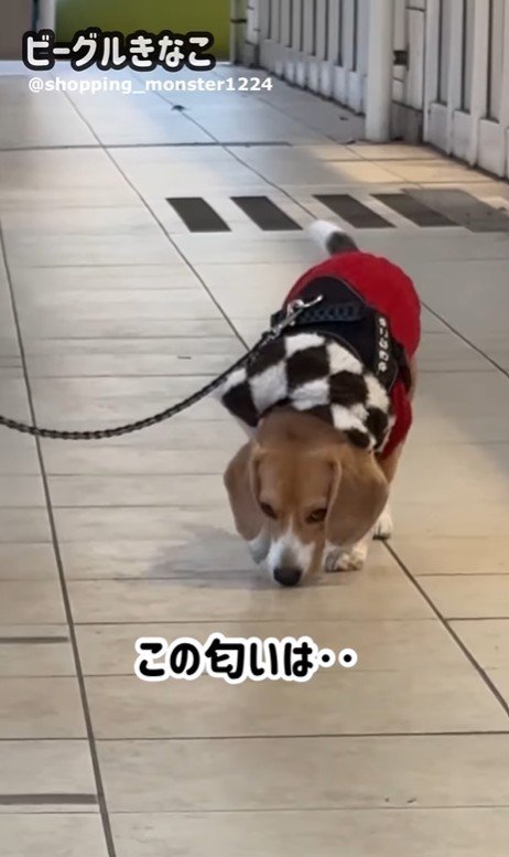 ママが現れた時のきなこちゃん5