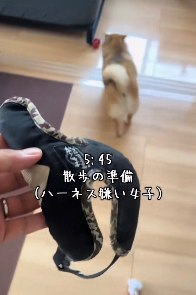 散歩の準備を察知して逃げる犬