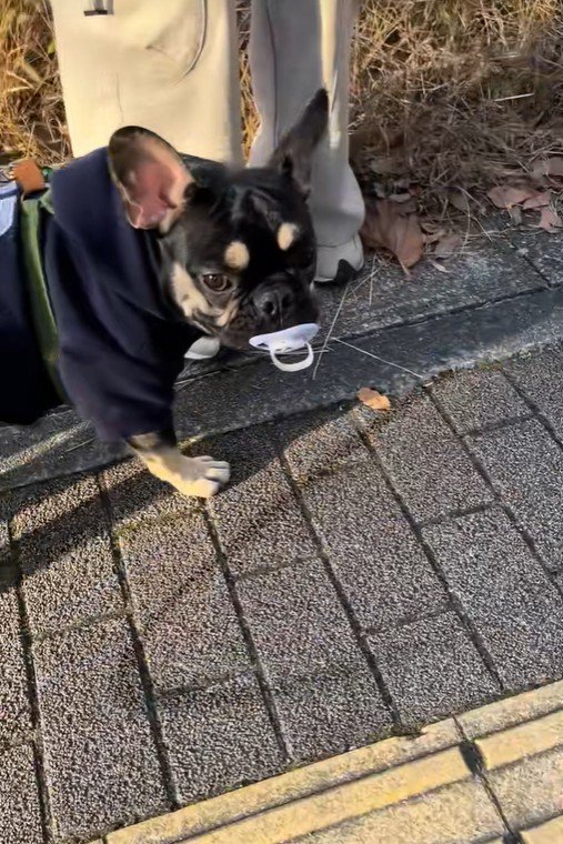 おしゃぶりを拾ったととまる君3