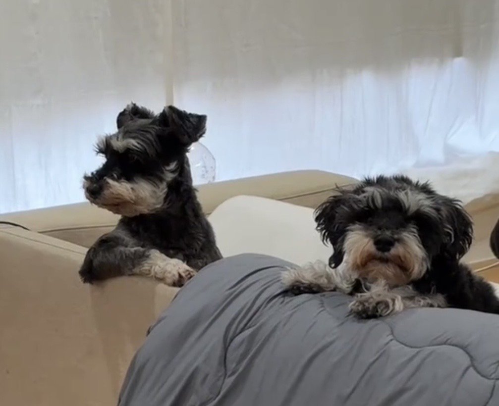 ソファに前足をかける犬と顔を乗せる犬