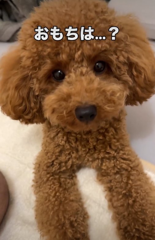 見つめる犬1