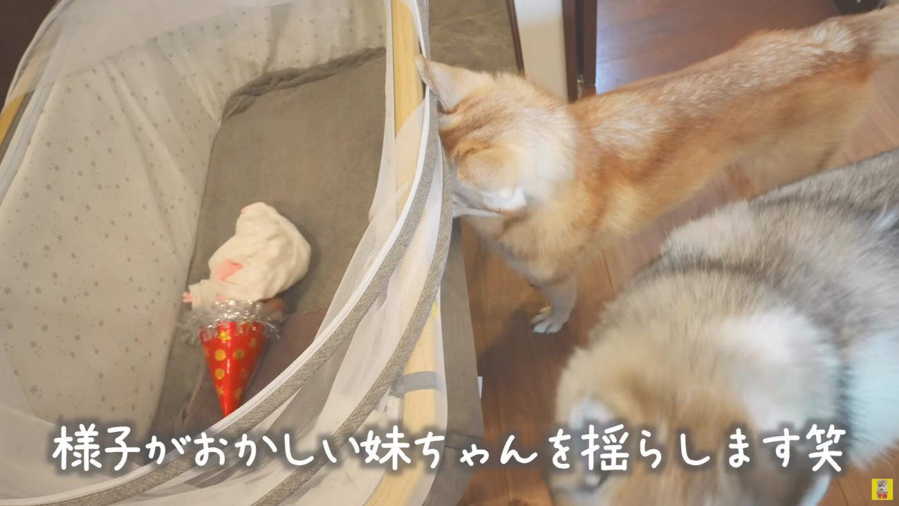 ベッドを揺らすにこちゃん