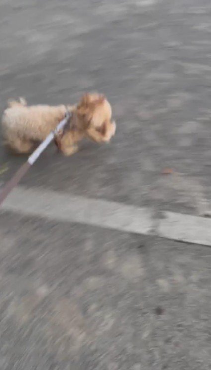 楽しくてたまらない！！