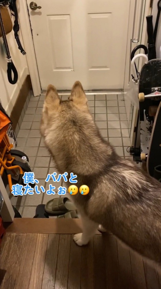 玄関をふり返る犬