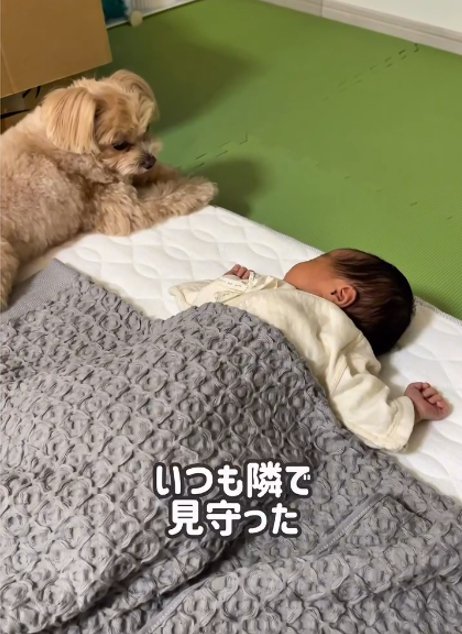 寝ている赤ちゃんと犬