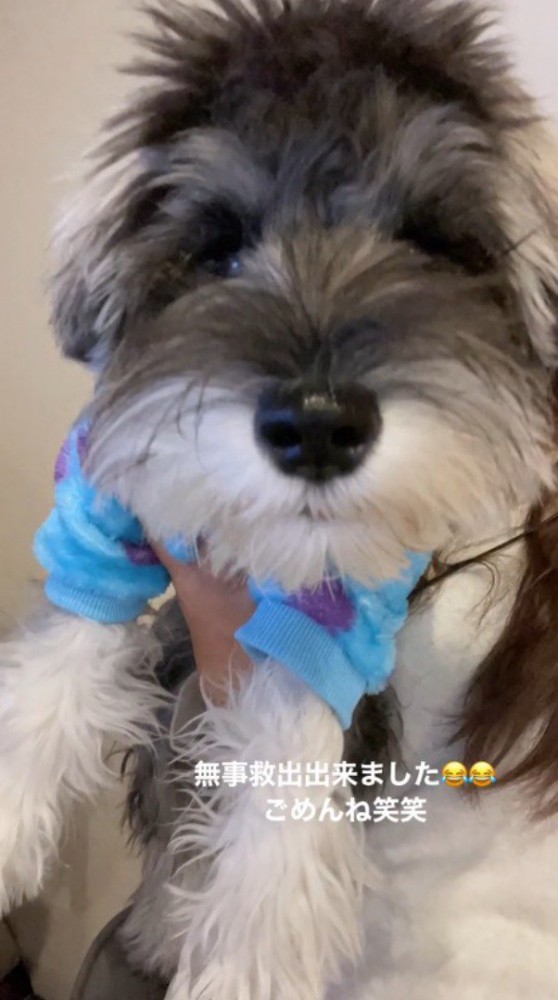 フードを外してもらった犬