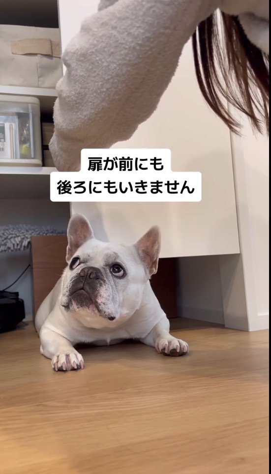 宙を見つめて固まっている犬