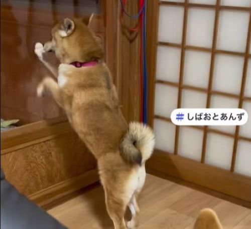 あんずちゃんは全力でお出迎え