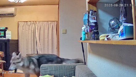 ウロウロして…