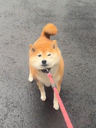 リードを引かれて抵抗する犬