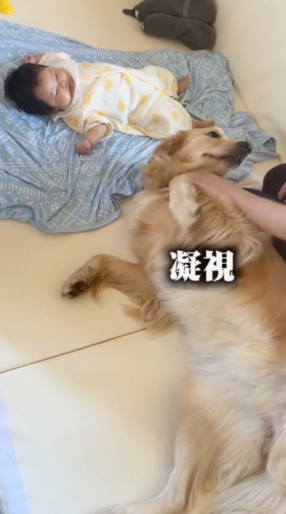 自分を撫でている手を止めた女性を見上げる犬