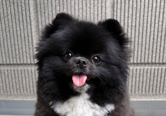 ポメラニアン